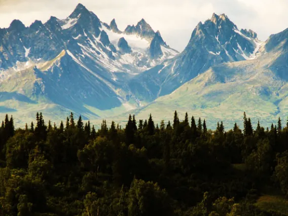 Forest and mountains