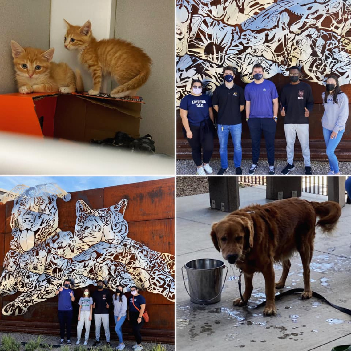 Montage of cats, a dog, and students standing in front of PACC building.